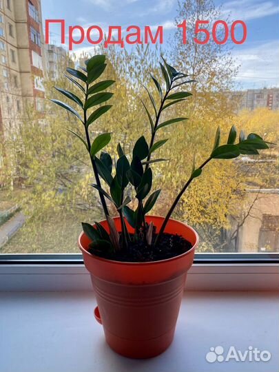 Замиокулькас