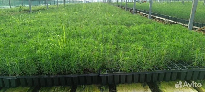 Саженцы сосны зкс