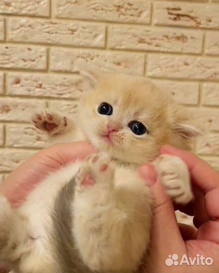 Котята британцы голубое золото