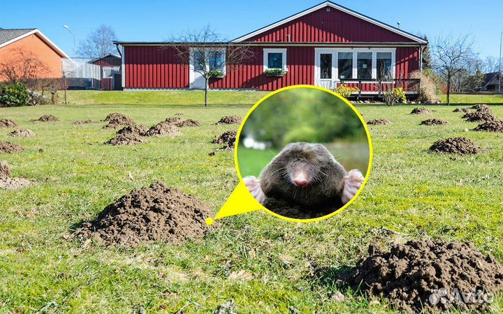 Уничтожение кротов клещей комаров ос борщевика