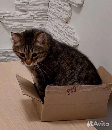 Котик Джозеф ищет дом