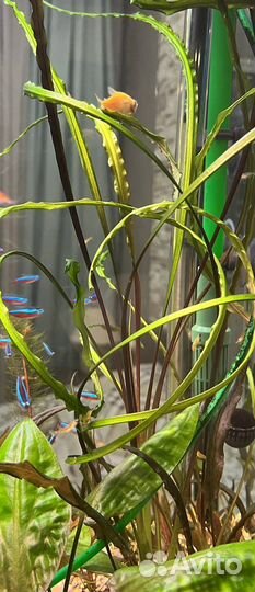 Неоны, креветки, Хелены, аквариумные растения