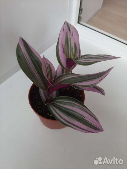 Традесканции сортовые