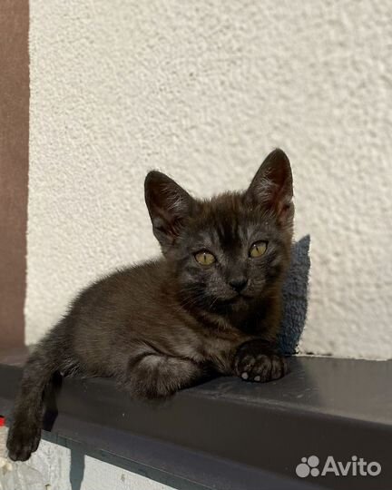 Котята