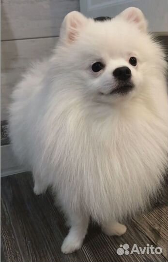 Вязка померанчкий шпиц белый