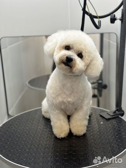 Груминг (стрижка) собак мелких пород