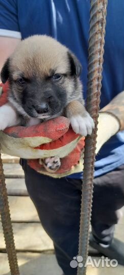 Щенки в добрые руки