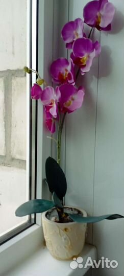 Орхидея фаленопсис искусстенная