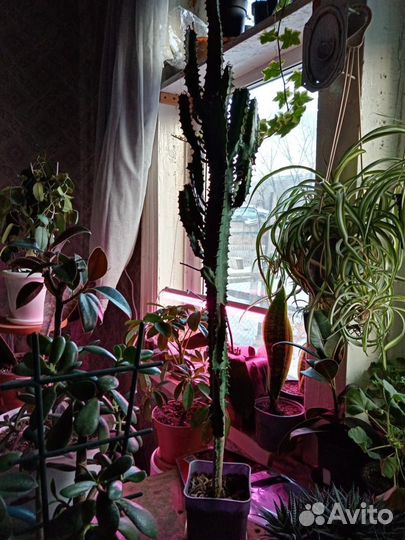 Молочай трехгранный