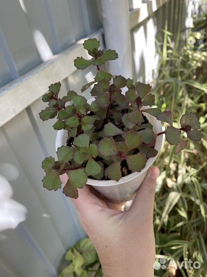 Очитки почвопокровники,цветы для сада