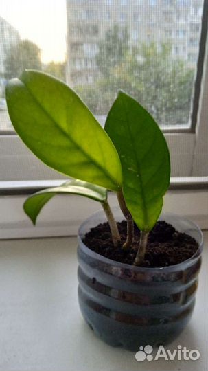 Хойя карноза