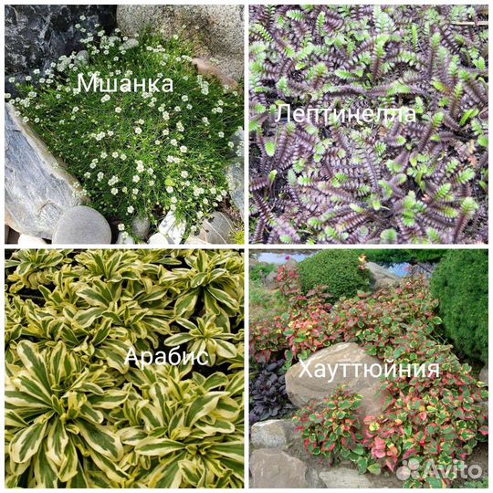 Низкорослые многолетники (читайте описание)