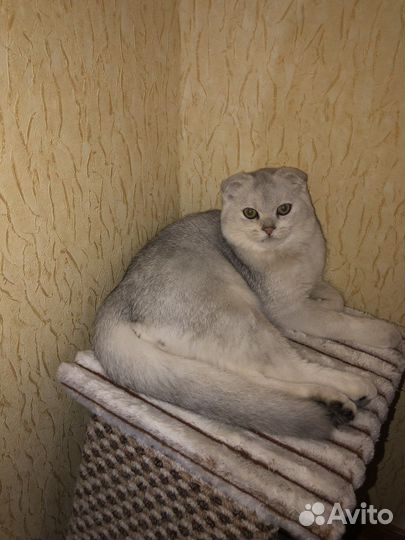 Вислоухая шиншилла