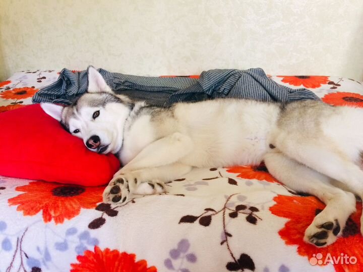 Вязка кобель