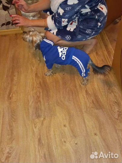 Вязка собак