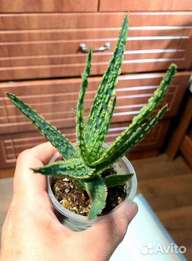 Алоэ зебрина денниз