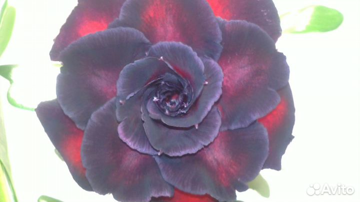 Адениум Black War