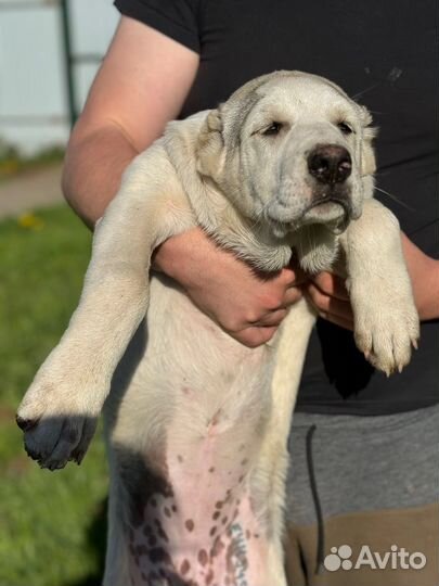 Среднеазиатская овчарка (алабай) с документами