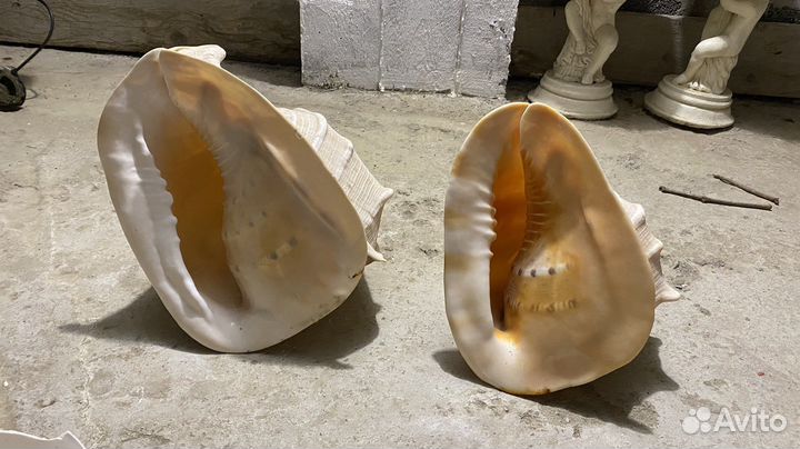 Раковины морские