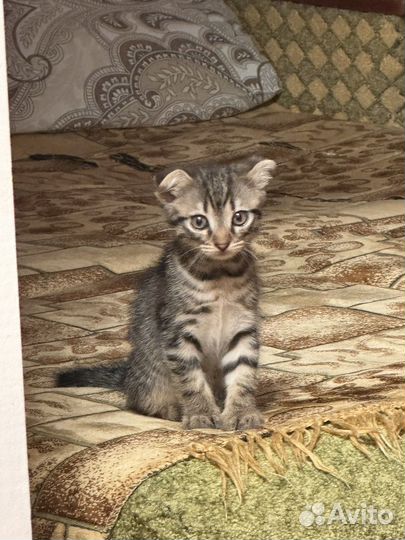 Отдам котика в добрые руки