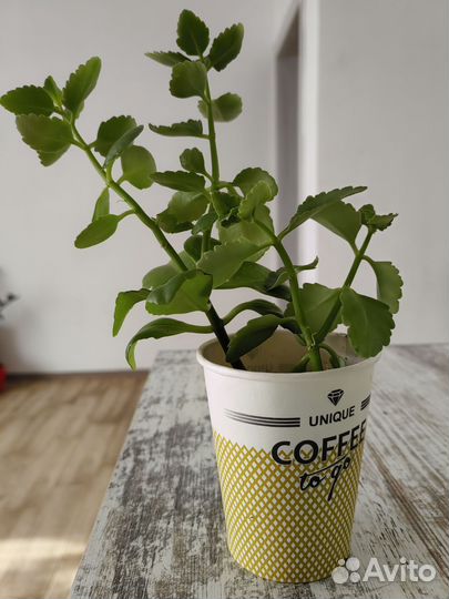 Каланхоэ детки укорененные