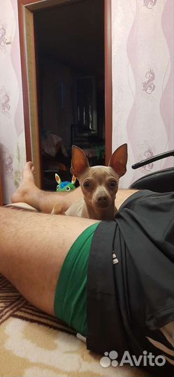 Вязка Той-терьер