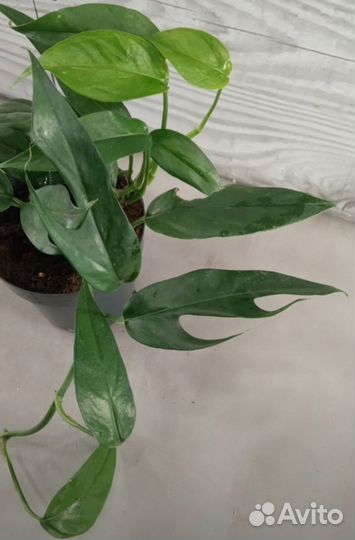 Комнатные растения цветы