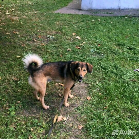 Выгул собак/Догситтер