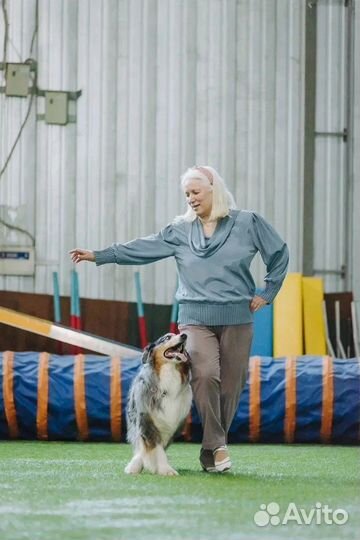 Дрессировка собак