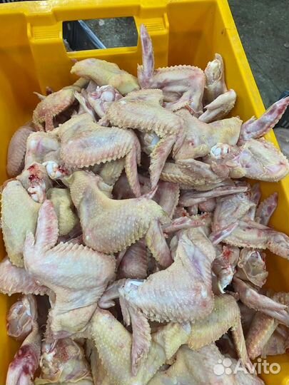 Корм для собак