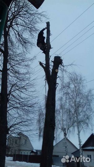 Спил деревьев