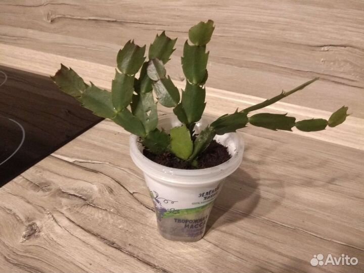 Рождественник, шлюмберга (декабрист)