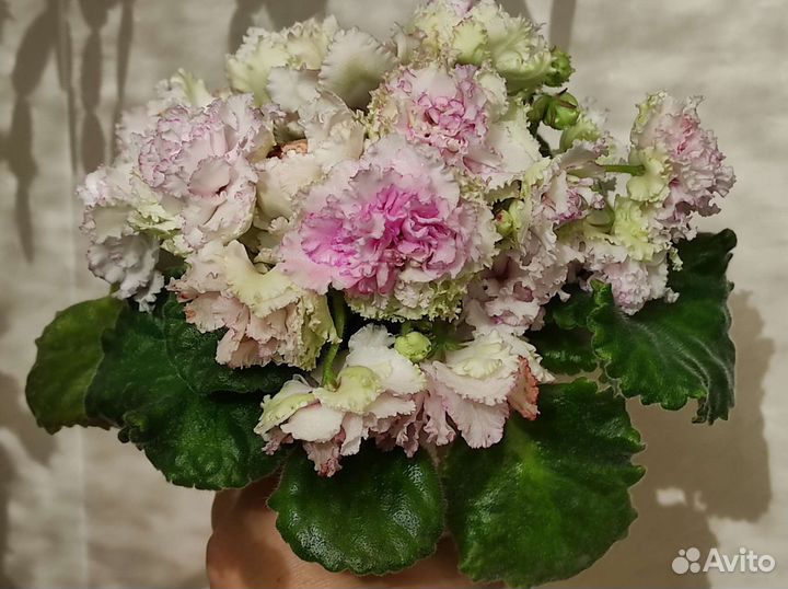 Фиалки: новинки коллекции