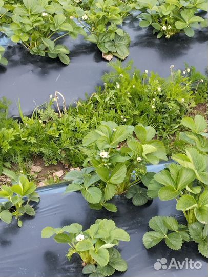 Рассада клубники альба, клери, мурано