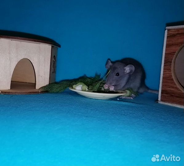 Крыса Дамбо Мальчики, доставка