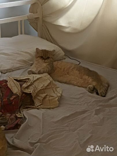 Кот Сэм готов к спариванию