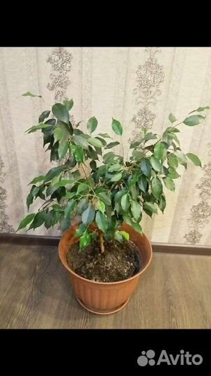 Фикус Бенджамина