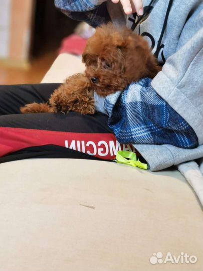 Мальтипу микро