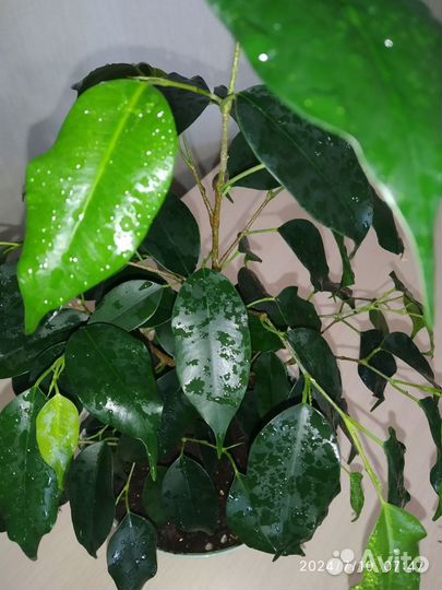 Фикус Бенджамина Даниэль