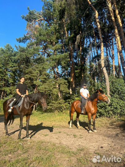 Конные прогулки / обучение верховой езде