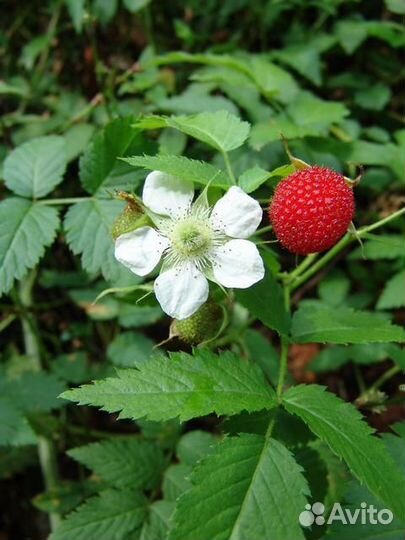 Соблазнительная гибридная форма клубникомалина