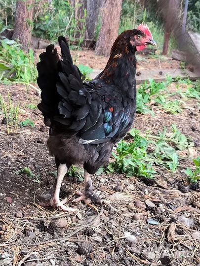 Молодые петушки, породы маран, синь-синь-дянь