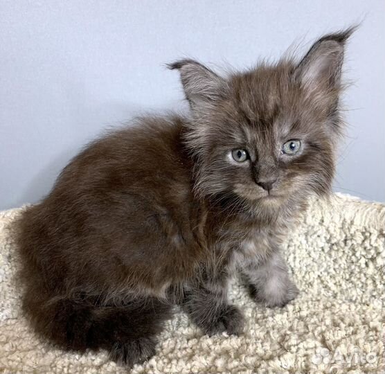 Малыш Мейн Кун