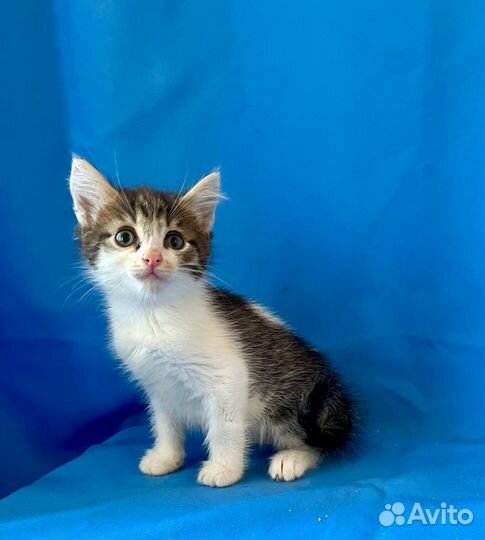 Котенок Сава возраст 1,5 месяца в добрые руки