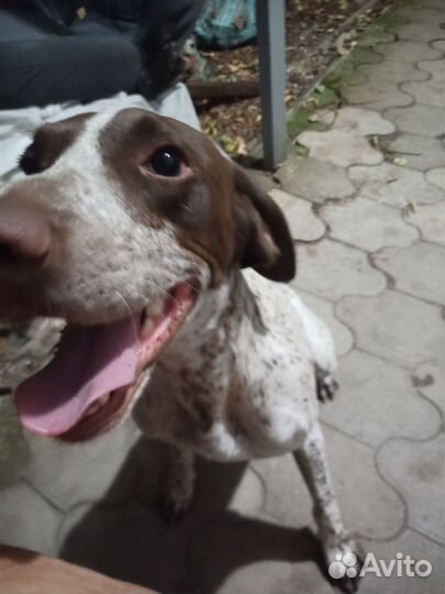 Курхаар Щенок