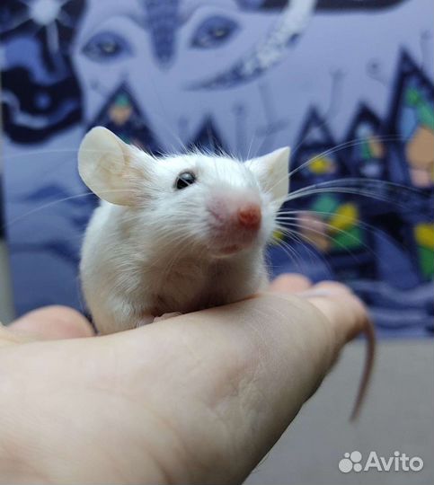 Мышата декоративные