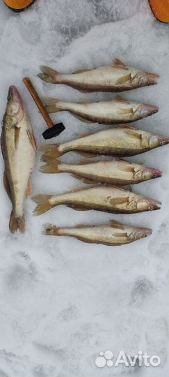 Организую рыбалку