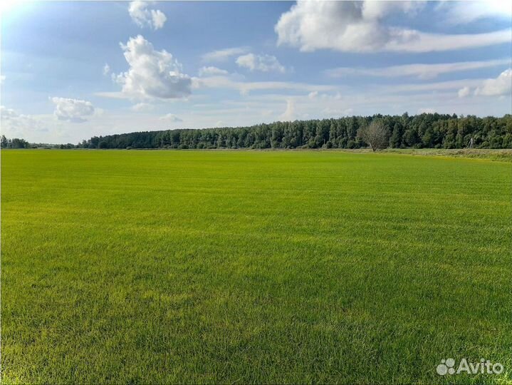 Рулонный газон/продажа/укладка