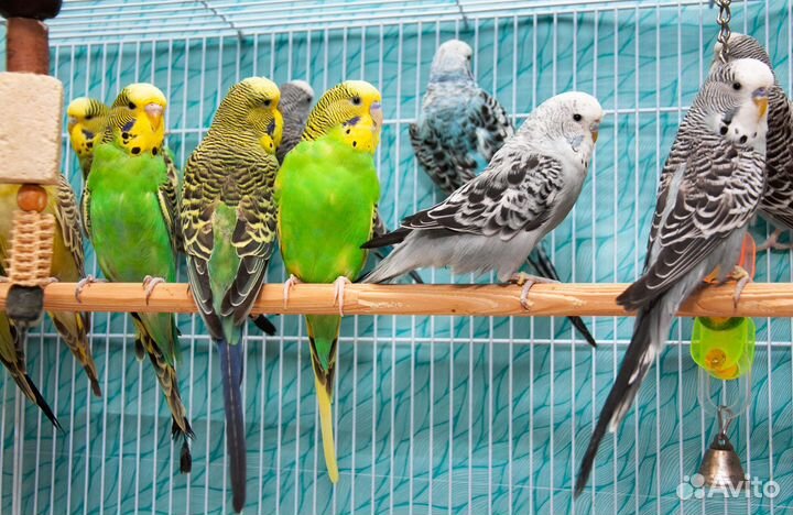 Попугай ввп Чех