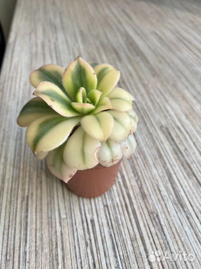 Эониум Старбурст